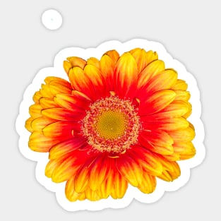 Gerbera Daisy Flowers Red and yellow summer Gerber daisy close up flower Sticker